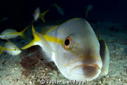 yellow tail snapper licking my dome port =) by Javier Sandoval 